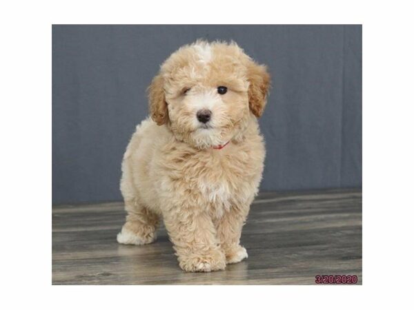 Bichon Poo DOG Female Cream 15471 Petland Racine, Wisconsin