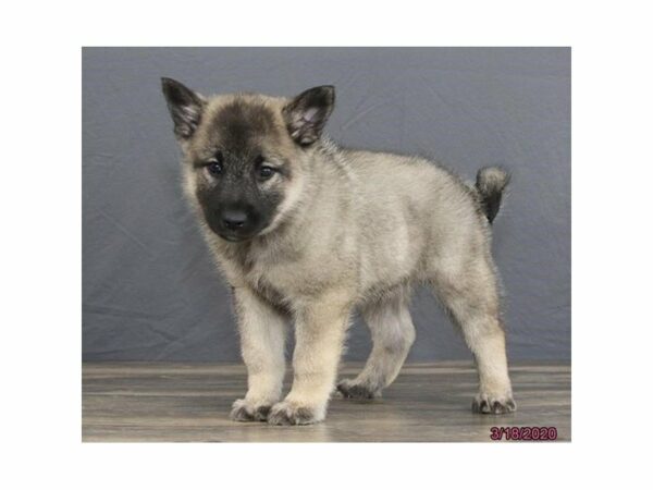 Norwegian Elkhound DOG Male Black / Silver 24049 Petland Racine, Wisconsin