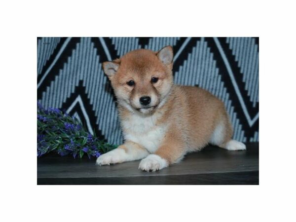 Shiba Inu-DOG-Female-Red-24052-Petland Racine, Wisconsin