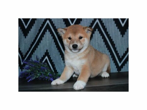 Shiba Inu-DOG-Male-Red-24051-Petland Racine, Wisconsin