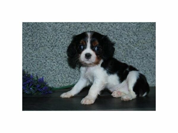 Cavalier King Charles Spaniel-DOG-Female-Tri-Colored-24031-Petland Racine, Wisconsin