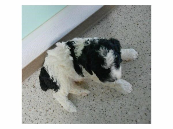 Poodle-DOG-Male-Black / White-24032-Petland Racine, Wisconsin