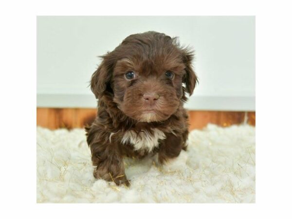 Havapoo-DOG-Male-Chocolate / White-24040-Petland Racine, Wisconsin