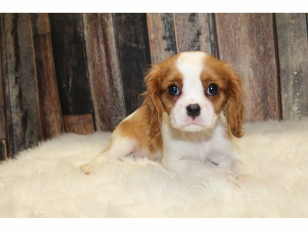 Cavalier King Charles Spaniel-DOG-Female-Blenheim-15462-Petland Racine, Wisconsin