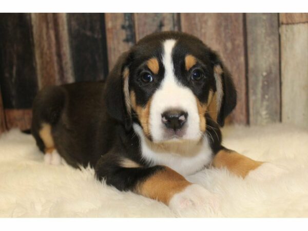 Greater Swiss Mountain Dog DOG Male Black, White / Red 15469 Petland Racine, Wisconsin