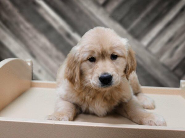 Golden Retriever-DOG-Female-Light Golden-24048-Petland Racine, Wisconsin
