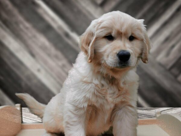 Golden Retriever-DOG-Male-Light Golden-24050-Petland Racine, Wisconsin