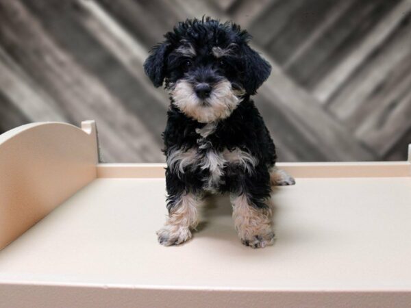 Schnoodle-DOG-Female-BLK/TAN-24061-Petland Racine, Wisconsin