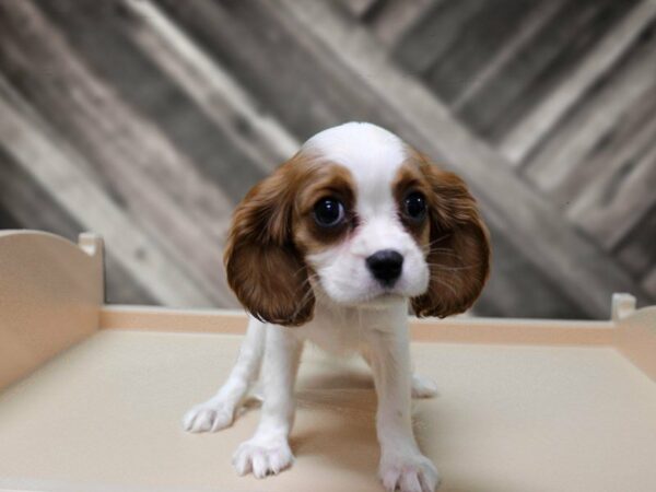 Cavalier King Charles Spaniel-DOG-Female-Blenheim-24056-Petland Racine, Wisconsin