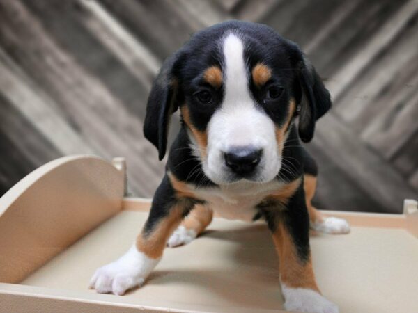 Greater Swiss Mountain Dog DOG Male Black, White / Red 24039 Petland Racine, Wisconsin