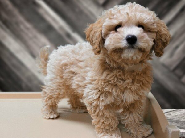 Bichonpoo-DOG-Male-Cream-24034-Petland Racine, Wisconsin