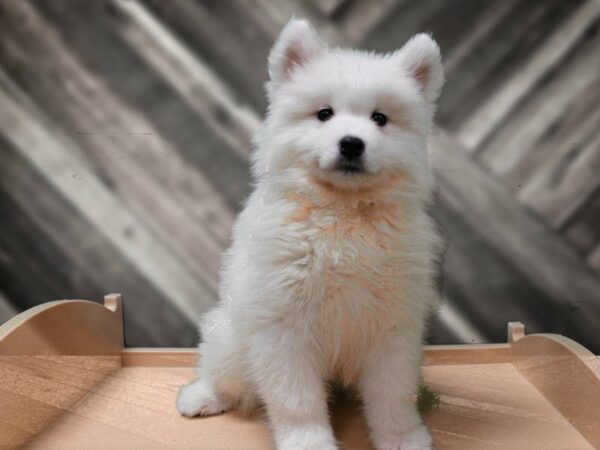 Samoyed DOG Male White 24046 Petland Racine, Wisconsin