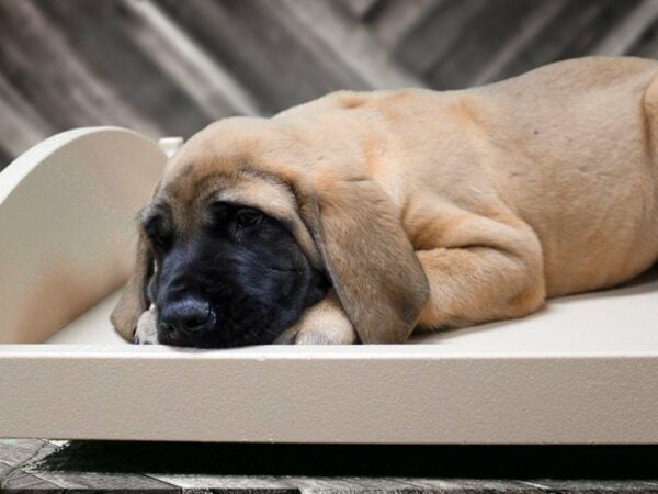 English Mastiff DOG Male Apricot 15460 Petland Racine, Wisconsin