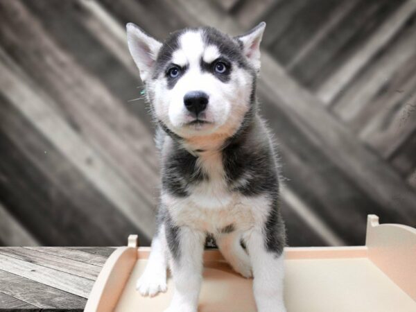 Siberian Husky-DOG-Male-Black / White-24044-Petland Racine, Wisconsin