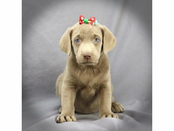 Labrador Retriever-DOG-Female-silver-24064-Petland Racine, Wisconsin