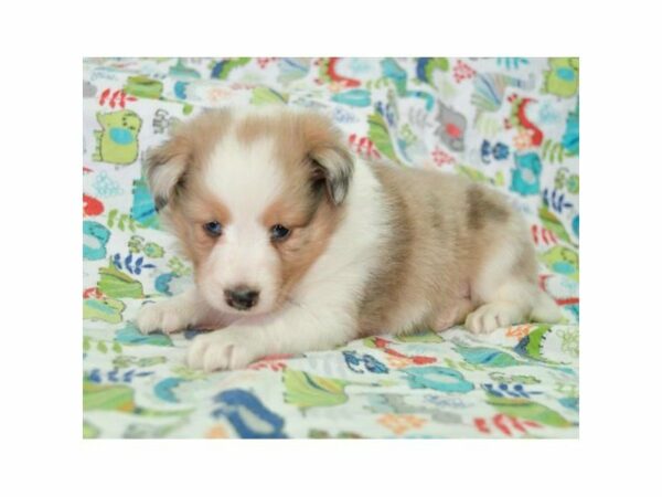 Shetland Sheepdog-DOG-Male-Blue Merle-15479-Petland Racine, Wisconsin