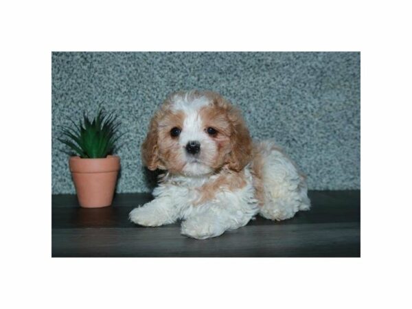 Cavachon-DOG-Female-Cream / White-15474-Petland Racine, Wisconsin