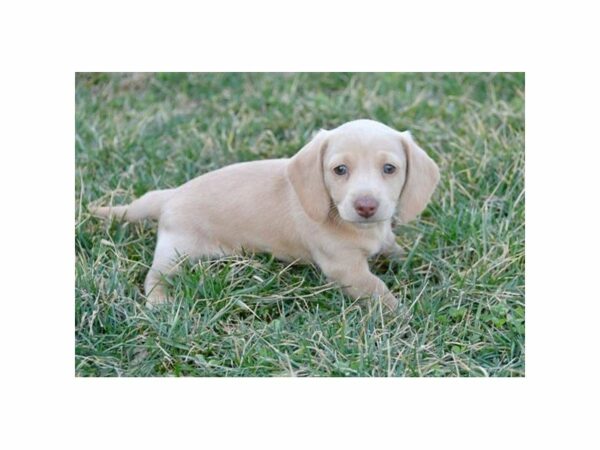 Dachshund-DOG-Male-Cream-24072-Petland Racine, Wisconsin