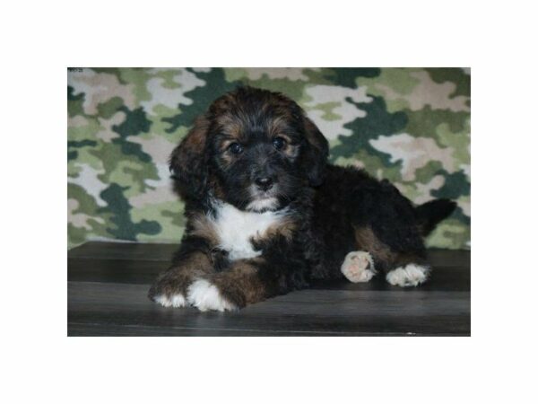 Bernadoodle-DOG-Female-Sable / White-24070-Petland Racine, Wisconsin