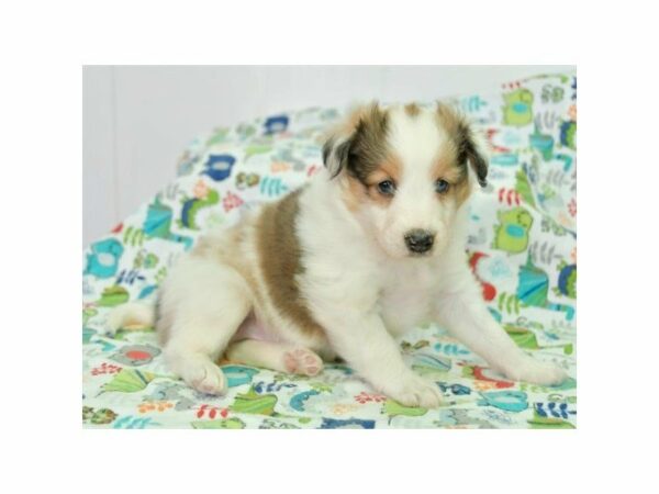 Shetland Sheepdog-DOG-Male-Blue Merle-24065-Petland Racine, Wisconsin