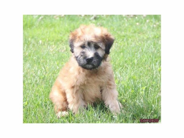 Soft Coated Wheaten Terrier-DOG-Female-Wheaten-15480-Petland Racine, Wisconsin