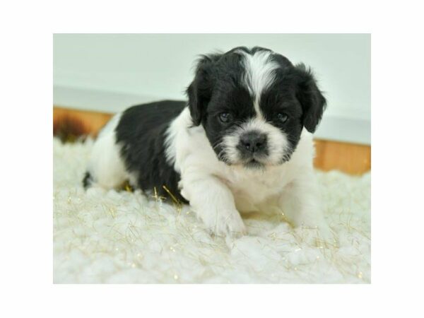 English Toy Spaniel/Bichon Frise-DOG-Male-Black / White-15481-Petland Racine, Wisconsin