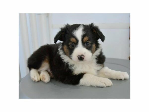 Toy Australian Shepherd-DOG-Male-Black-24082-Petland Racine, Wisconsin