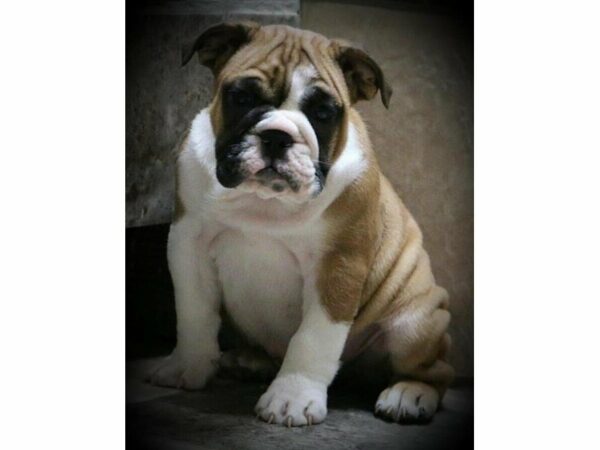 Bulldog DOG Male Red / White 24067 Petland Racine, Wisconsin