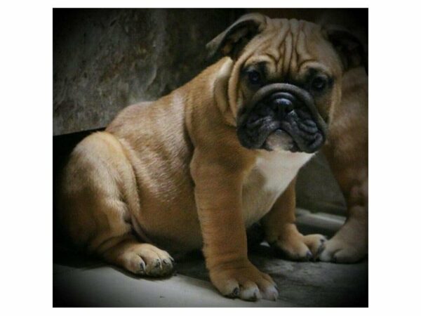 Bulldog-DOG-Male-Red-15484-Petland Racine, Wisconsin