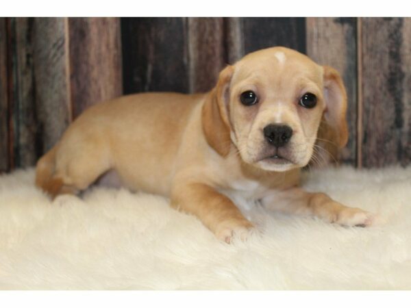 French Bulldog/Beagle-DOG-Female-Fawn-15473-Petland Racine, Wisconsin