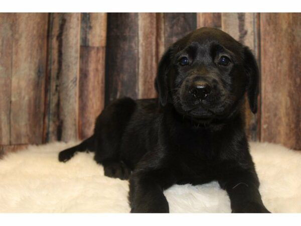 Labrador Retriever-DOG-Female-Black-15478-Petland Racine, Wisconsin