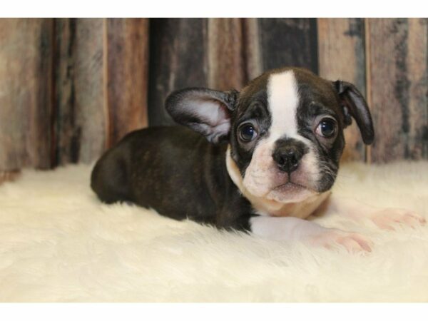 Frenchton-DOG-Female-Black/White-15482-Petland Racine, Wisconsin