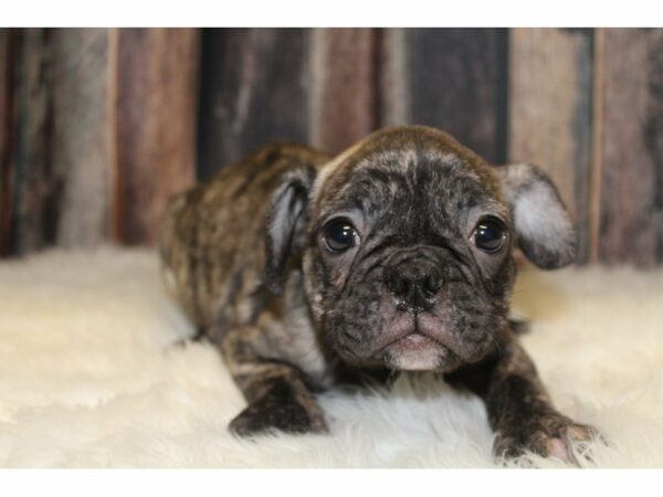 Frenchton-DOG-Male-Brindle-15483-Petland Racine, Wisconsin