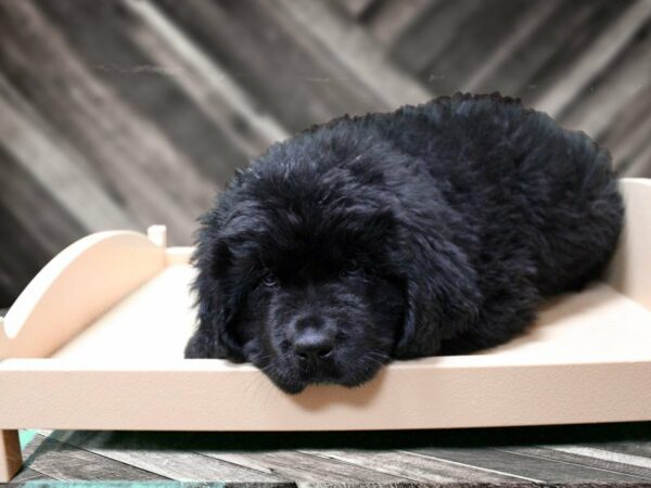 Newfoundland-DOG-Male-BLK-24084-Petland Racine, Wisconsin