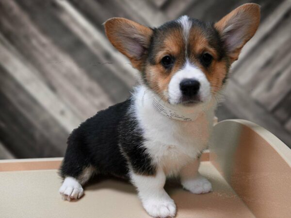 Pembroke Welsh Corgi-DOG-Male-Tri-Colored-24081-Petland Racine, Wisconsin
