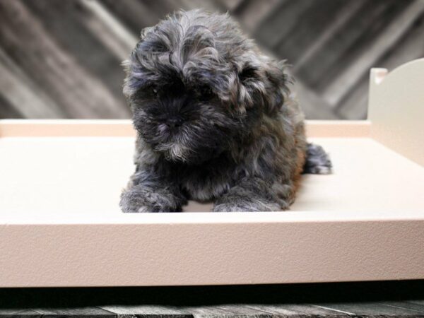 Malshi-DOG-Female-Black White / Tan-24066-Petland Racine, Wisconsin