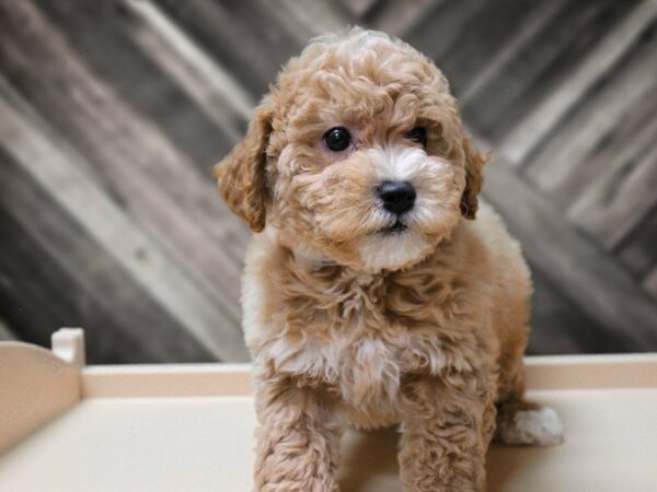 Bichonpoo-DOG-Male-Apricot-24076-Petland Racine, Wisconsin