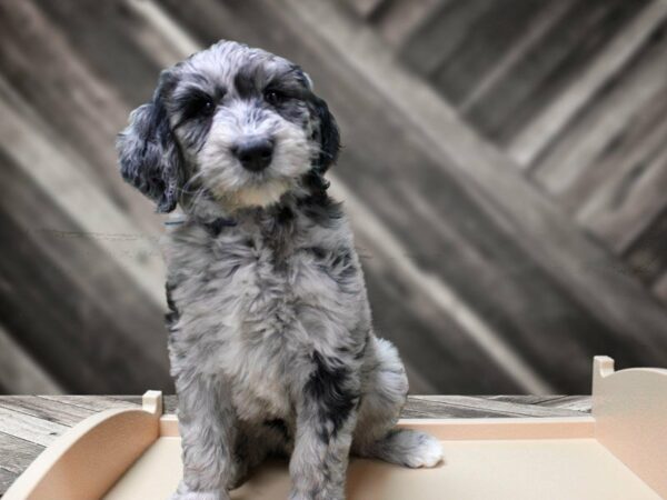 Aussiedoodle-DOG-Male-Blue Merle-24075-Petland Racine, Wisconsin