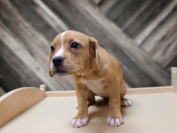 Frengle-DOG-Female-Fawn-24068-Petland Racine, Wisconsin