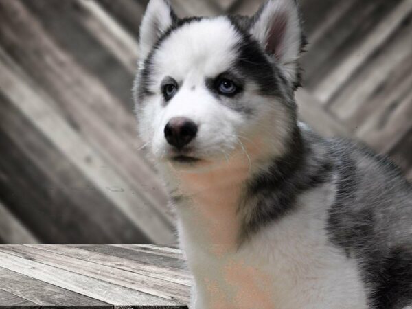 Siberian Husky-DOG-Male-Gray / White-24083-Petland Racine, Wisconsin