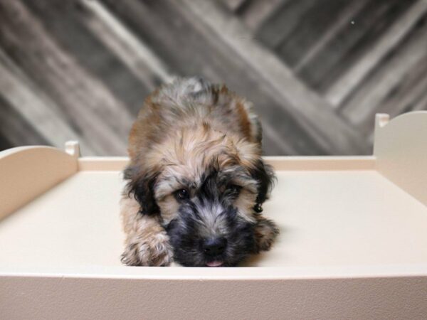 Soft Coated Wheaten Terrier-DOG-Male-Wheaten-24077-Petland Racine, Wisconsin