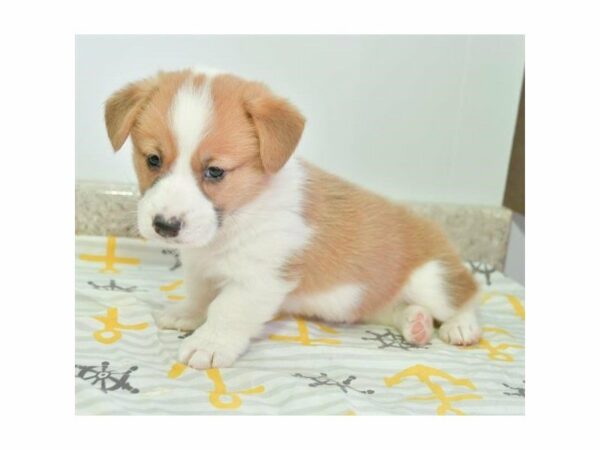 Pembroke Welsh Corgi-DOG-Male-Red / White-15494-Petland Racine, Wisconsin