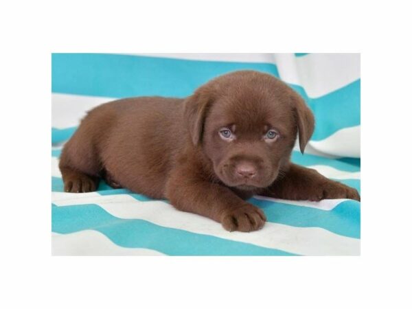 Labrador Retriever-DOG-Male-Chocolate-15489-Petland Racine, Wisconsin