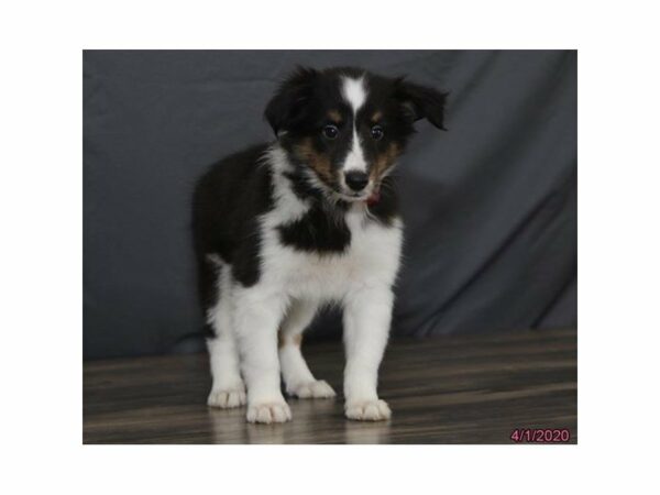 Shetland Sheepdog-DOG-Female-Tri-Colored-15487-Petland Racine, Wisconsin