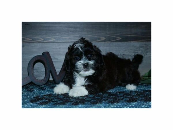 Poodle/Shih Tzu-DOG-Female-Sable-15500-Petland Racine, Wisconsin