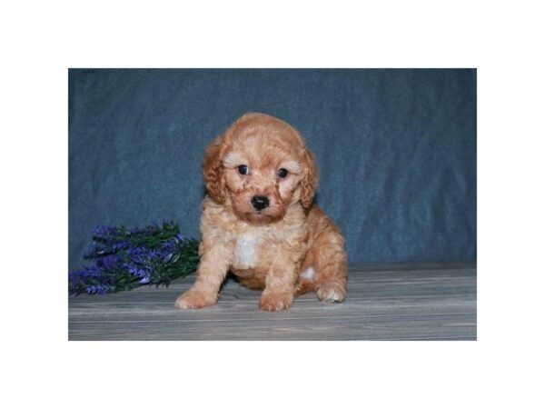 Cavalier King/Poodle-DOG-Male-Red-15499-Petland Racine, Wisconsin