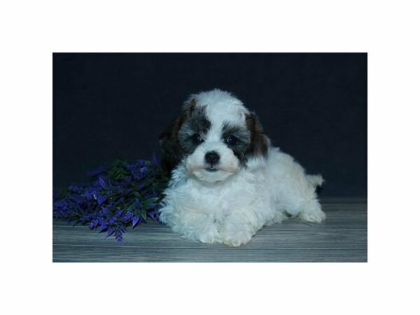 Shih Tzu/Poodle-DOG-Female-Sable / White-15496-Petland Racine, Wisconsin