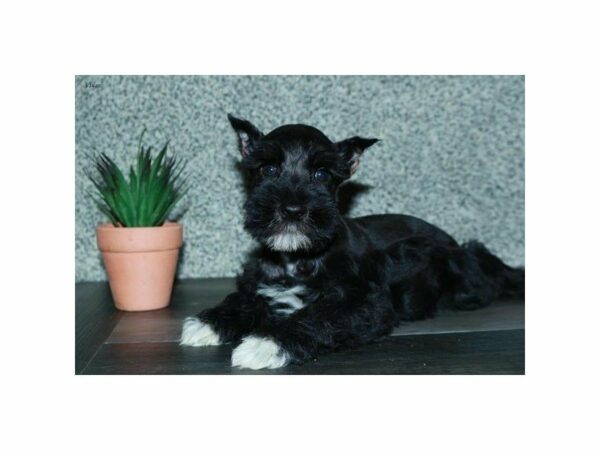 Miniature Schnauzer-DOG-Male-Black / White-15495-Petland Racine, Wisconsin