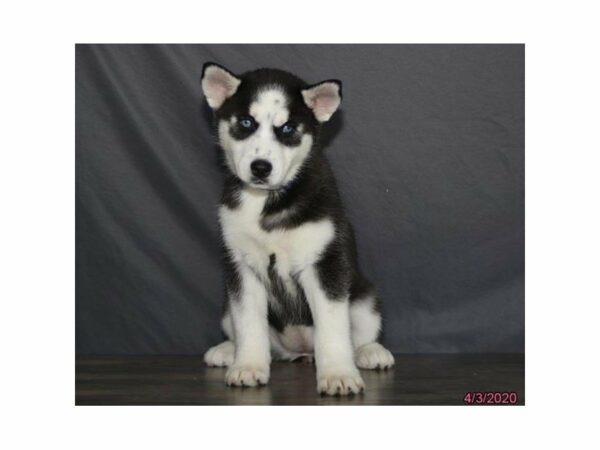 Siberian Husky-DOG-Female-Black / White-15488-Petland Racine, Wisconsin
