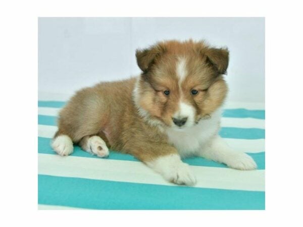 Shetland Sheepdog-DOG-Male-Sable / White-15490-Petland Racine, Wisconsin